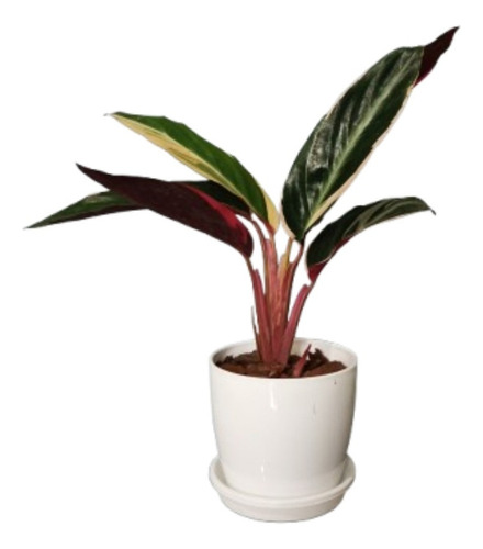 Planta Marantha Ktenante/triostar + Maceta Premium + Plato .
