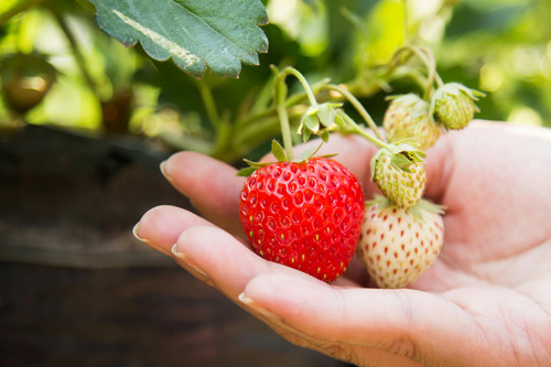 Fertilizante Para Crecimiento Alto En Fosforo Amarre 1 Kg