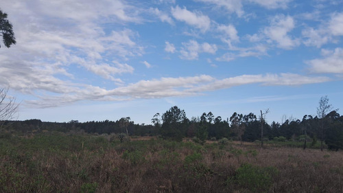 Campo En Osvaldo Magnasco