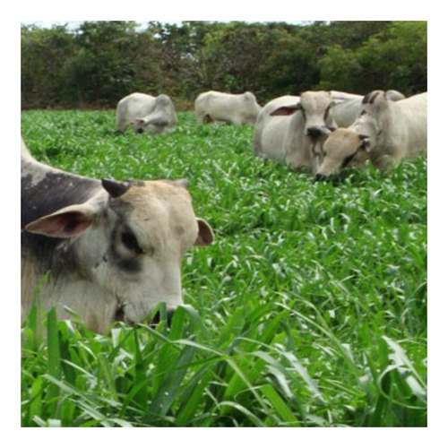 Sementes De Brachiaria Mg5 Vitória - 2kg