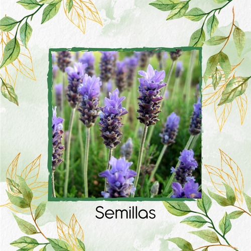  Semillas Orgánicas De Flor Alhucema | Envío gratis