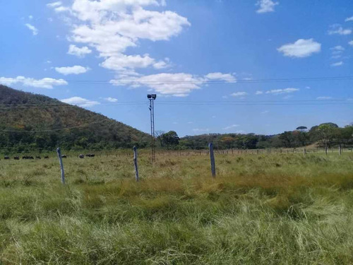 Imagen 23 de 30 de Finca De 440 Has En Cojedes-acarigua. 3 Pozos De Agua, Electricidad.