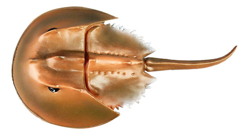 Organismo Marino Modelo Animal De Cangrejo Herradura De Alta