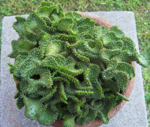 20 Semillas De Cactus Crestados + Instructivo
