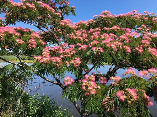 Semillas Acacia De Constantinopla Albizia Julibrissin Árbol
