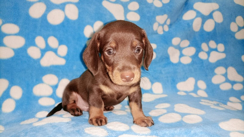 Cachorro Teckel Chocolate Pura Raza Cali Animal Pets Col