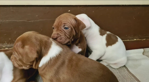 Imagem 2 de 5 de 04filhotes De Pitbull Por Apenas $380.00