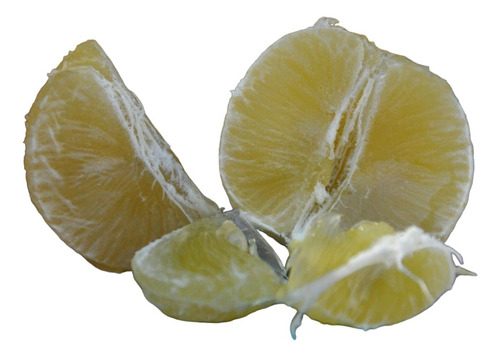 Lima Limon , Arbolitos Injertos Pregunte Costo De Envio