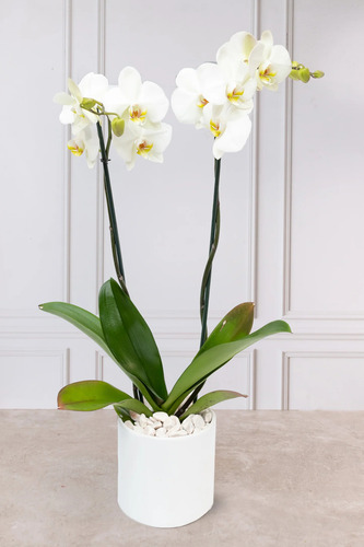 Planta Orquidea Rara, Variedad A Elegir