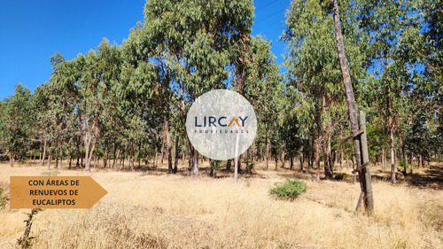 En Venta Terreno De 7 Hectáreas, Talca, Panguilemu.