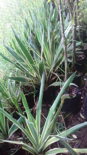 Planta De Maguey Rayado Amarillo En Bolsa De Polietileno