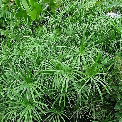 Planta De Papiro Enano Alternifolia Cyperus Alternifolius