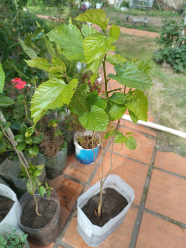 Árbol De Mora, Morera Dulce Rosada Muy Sabrosa