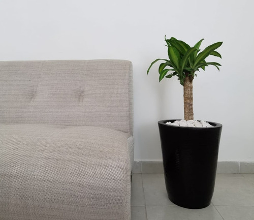 Imagen 7 de 7 de Maceta Minimalista Cilíndrica Mejor Que Fibra De Vidrio .63