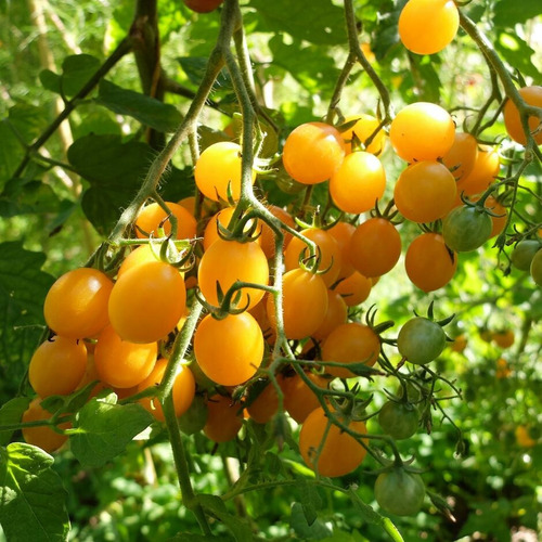 Sementes De Tomate De Cocktail Clementine Cherry Gourmet 