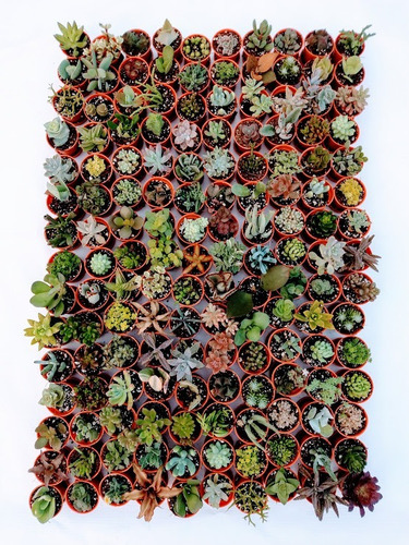 Suculentas Mini Mix 70 Pzas Envio Gratis