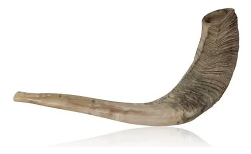 Shofar De Cuerno De Carnero   Rayas Y Parte Superior Cu...