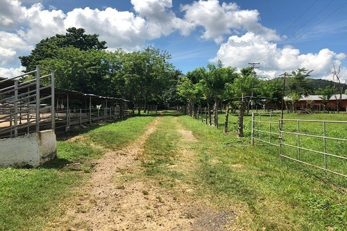 Imagen 21 de 25 de Asein882 Vende Excelente Finca En Tinaquillo Sector Caño De Agua