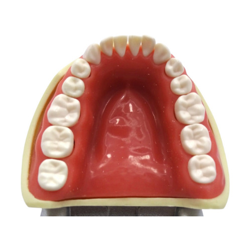 Tipodonto Adulto 32 Dientes A8012 Tipo Nissin Dt