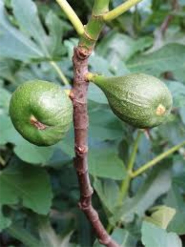 Imagen 3 de 9 de Higuera - Arbol De Higos Negro O Blanco E.gratis Caba.gba