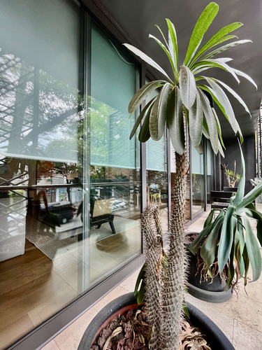 Renta Departamento En Polanco, Esquina Masaryk