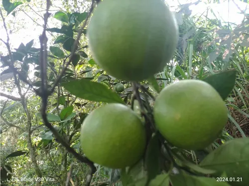 Vendo Finca La Vega Cundinamarca