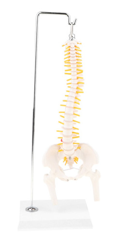 50cm Modelo Esquelético De Médula Espinal De Cuerpo Humano