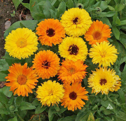 50 Semillas De Calendula Pacific Beauty - Flores Comestibles