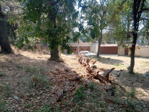 Imagen 1 de 5 de Terreno Arbolado