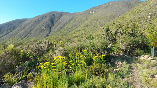 Parcela De 5006 Mt2 En Arrayán Costero, La Serena