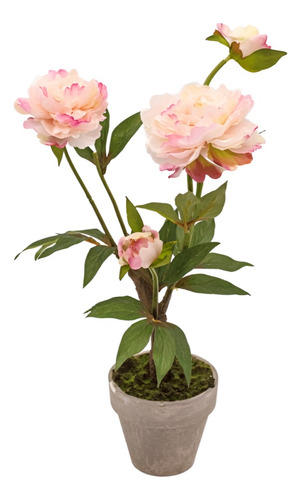Planta Comprar Peonias Frescas