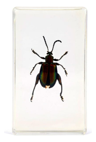 Colección Bichos #7 Escarabajo Patas De Rana Rba