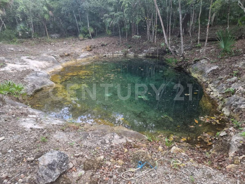 Terreno Grande Con Cenote En Venta Para Desarrollar En Tulum Región 10 P4044