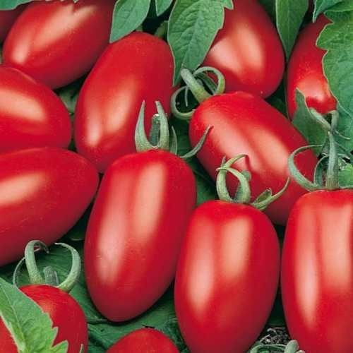 500 Sementes Agroecológicas  Tomate Italiano. 
