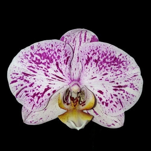 Orquídea Phalaenopsis Flor Lilás E Branca ! Planta Adulta ! | MercadoLivre