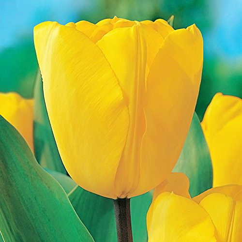 50 Bulbos De Tulipán Oxford Dorado Tulipa Darwin Hybri...