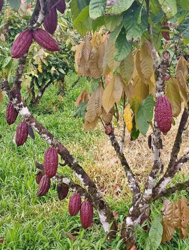 Oportunidad Finca Masipedro 155 Tarea Sembrada De Cacao 