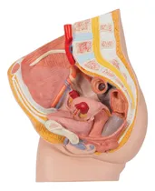 Comprar Pelvis Femenina Órganos Aparato Urogenital Modelo Anatómico