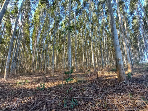 Campo En Venta De 561 Has En Virasoro, Corrientes