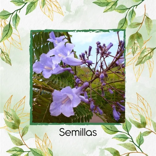 800 Semillas De Árbol Jacaranda Copaia