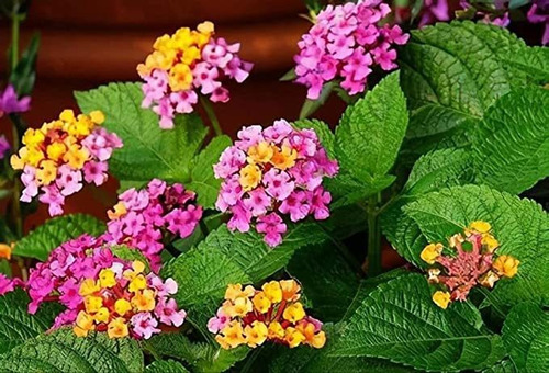 Lantana Camara Semillas De Jardín Ornamentales De Flores, . | MercadoLibre