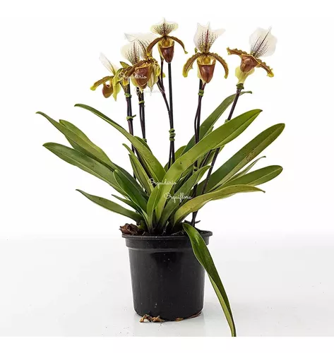 Orquídea Sapatinho Entouceirada Paphiopedilum Planta Adulta