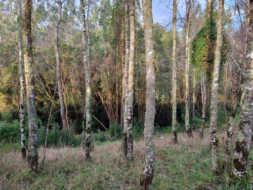 En Venta Parcela 1.5 Hectárea Con Estero En Río Negro