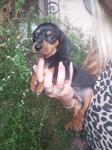 Salchicha Dachshund Mini Única