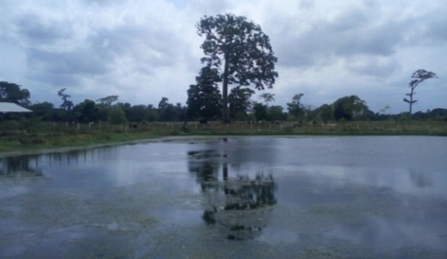 Imagen 11 de 14 de Venta Finca Los Apamates Boca De Aroa Piscina Cod. 426996 Cesar Laurentin