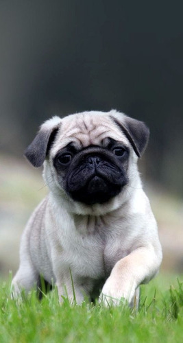 Cachorro Pug Carlino 12