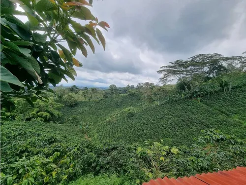 En Venta Finca Cafetera Certificada En Filandia Quindio
