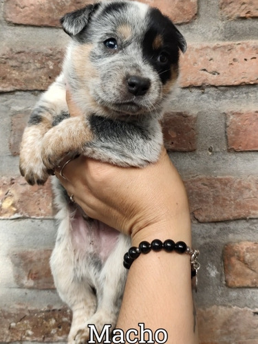 Últimos Cachorro Macho De Pastor Ganadero Australiano 