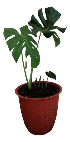 Monstera O Costilla De Adán