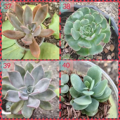 Suculentas Y Cactus Barinas